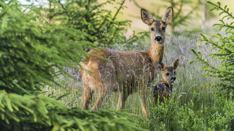  deer in the forest