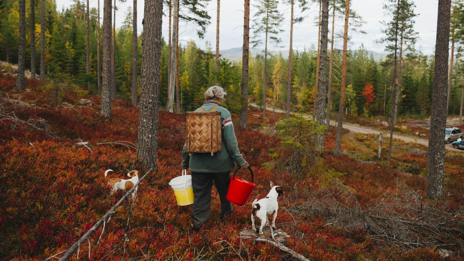 En person med två hinkar och hundar plockar bär i skogen